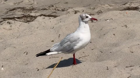 A young Seagull on the Beach 1 Stock Footage 339654173