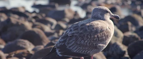 A Young Seagull At The Beach Stock Footage 262000142