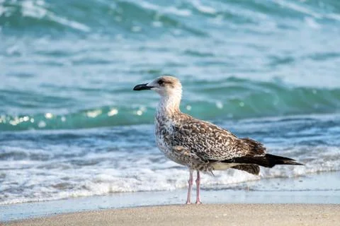 Young seagull on the beach. Stock Photos