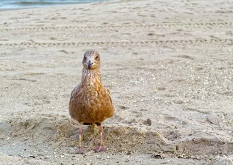 Young seagull on the beach Stock-Fotos