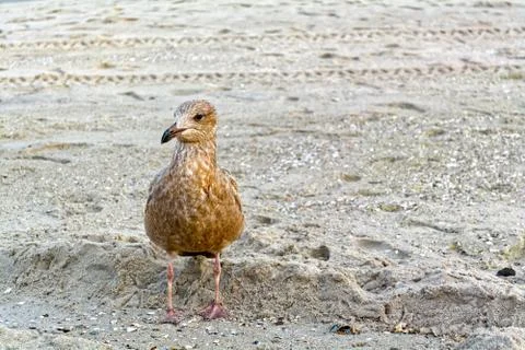 Young seagull on the beach Stock-Fotos