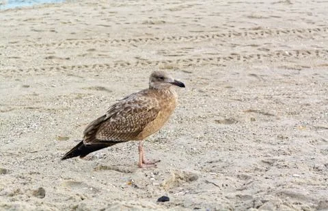 Young seagull on the beach Stock-Fotos