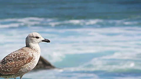 Young seagull close up Video stock 35047708