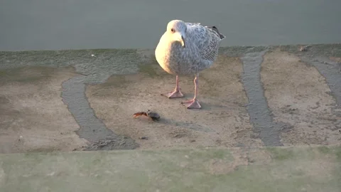 Young seagull eats a crab on the seafront Stock Footage 221571271