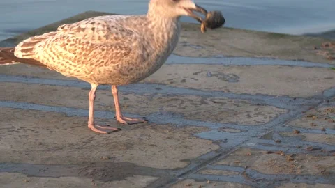 Young seagull eats a crab on the seafront 4k Stock Footage 221571278
