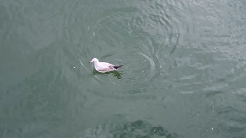Young seagull floating on water surface while picking and eating bread crumbs Stock Footage 327161270