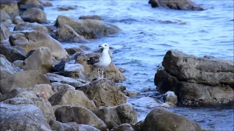 Young seagull flying from one stone on another Stock Footage 77863115