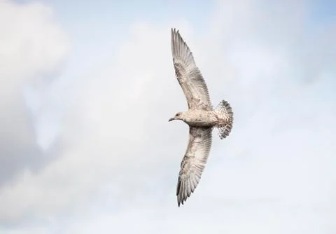 Young Seagull Flying Stock Photos