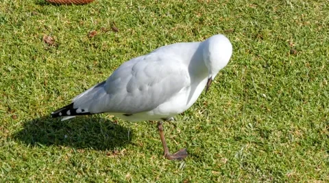 Young seagull looking around and cleaning himself on grass Stock Footage 54909823