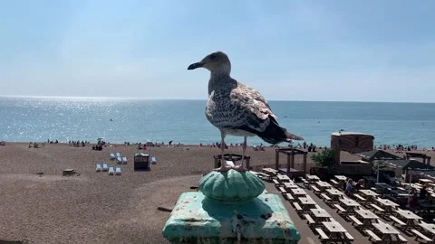 Young seagull looking from left to right along the beach Stock Footage 139273715