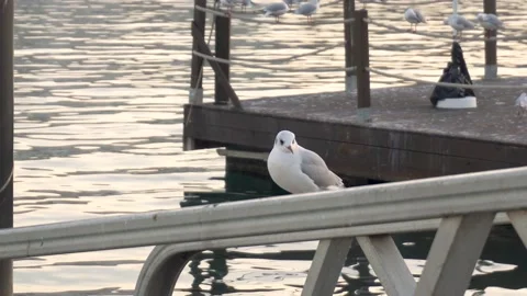 Young seagull perched quietly on a railing- Stock Footage 168324870