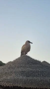 Young Seagull Perched on Thatched Beach Umbrella Roof Photos