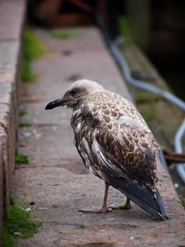 Young seagull Stock Photos
