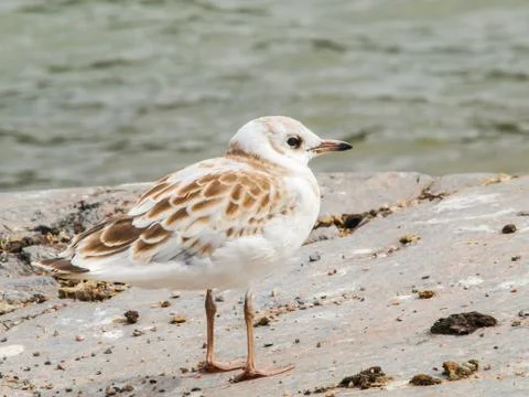 Young seagull Stock Photos