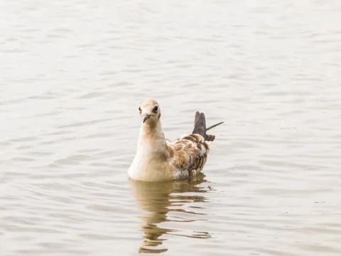 Young seagull Foto stock