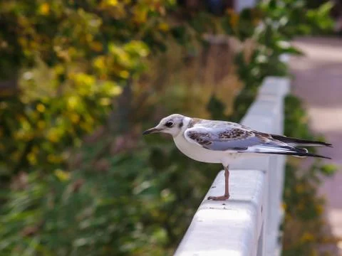 Young seagull Stock Photos