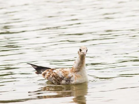 Young seagull Stock Photos