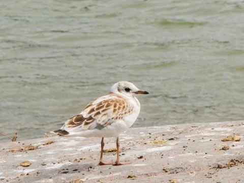 Young seagull Stock Photos