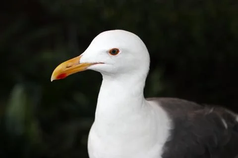 Young Seagull Stock Photos