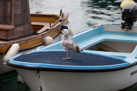 Young seagull Stock Photos