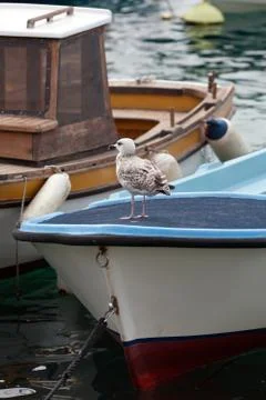 Young seagull Stock Photos