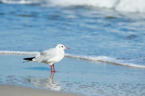 Young seagull Foto stock
