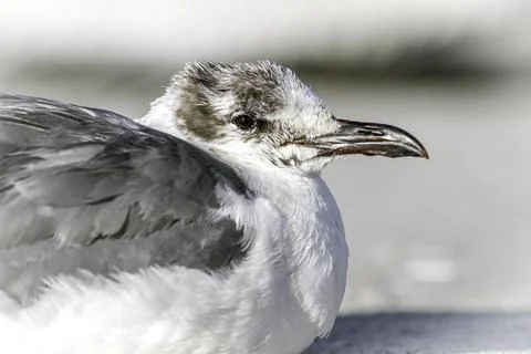Young seagull Stock Photos