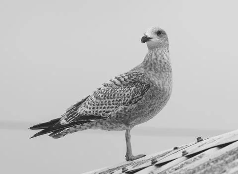 Young seagull Stock Photos