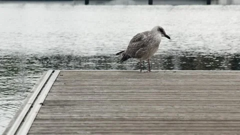 Young seagull on the pier against the backdrop of a fast current Vídeos de archivo 273969157