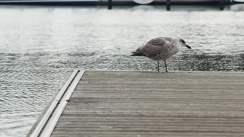 Young seagull on the pier against the backdrop of a fast current in the port Vídeos de archivo 273969166