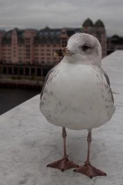 Young Seagull posing Foto stock