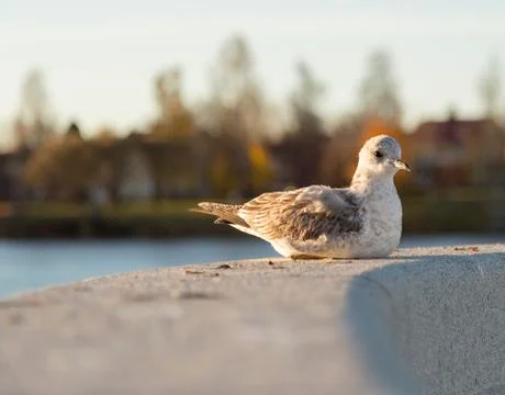 Young Seagull Resting Foto stock