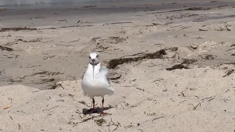 A young Seagull running on the Beach Stock Footage 339778424