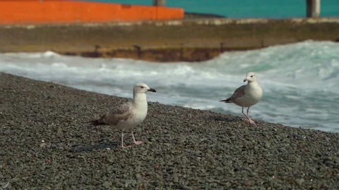 A young seagull on the seashore is resting. Another seagull flies by Video stock 127390666