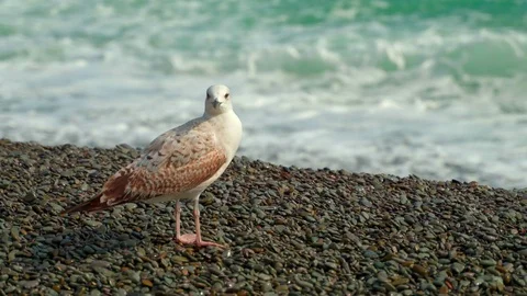 A young seagull on the seashore is resting. Video stock 127372231