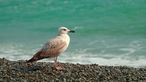 A young seagull on the seashore is resting. Stock Footage 127372698