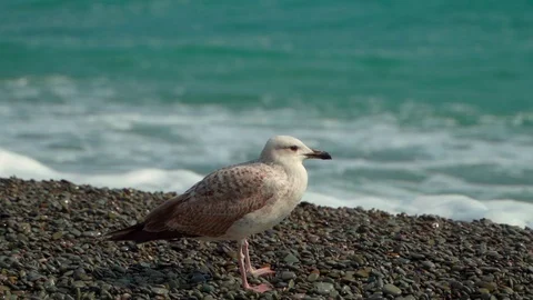 A young seagull on the seashore is resting. Stock Footage 127372729