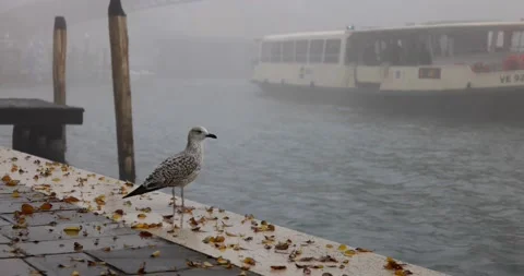 Young seagull on the shore between fallen autumnal leaves observing a water bus Video stock 150393819