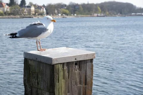 Young seagull sits on an old log on the sea Stock Photos