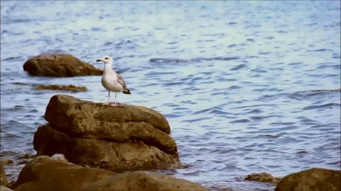 Young seagull standing on a rock surrounded by waves Stock Footage 77862626