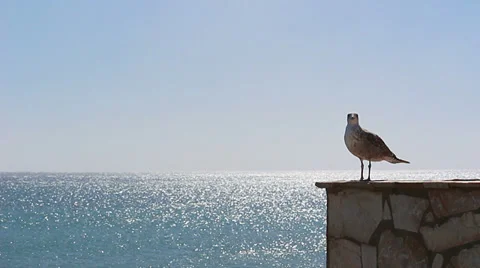 Young seagull standing on a wall Stock Footage 35045932