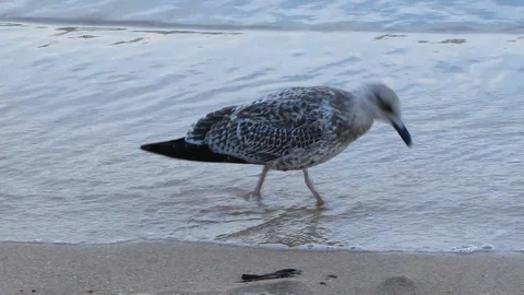 Young seagull walking in the beach Stock Footage 129843217