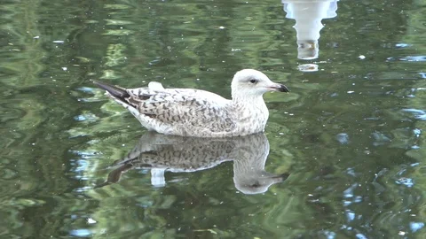 Young Seagull on the water Stock Footage 111560313