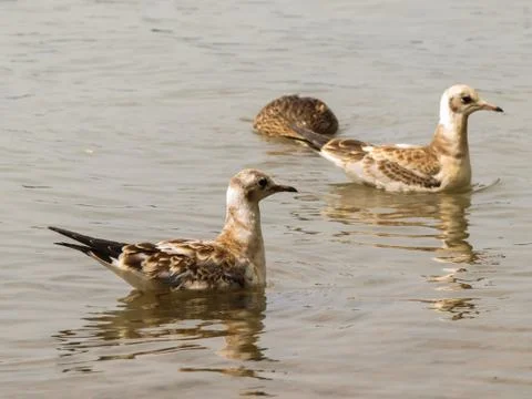 Young seagulls Stock Photos