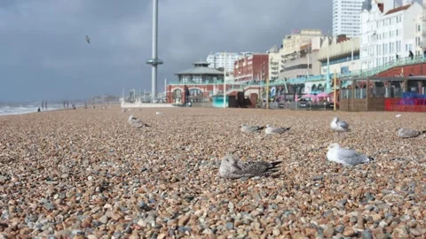 Young Seagulls Resting on a Windy Pebble Beach with i360 Landmark Behind Vidéo 287439246