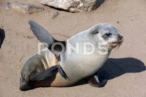 Young seal at cape cross namibia Stock Photos