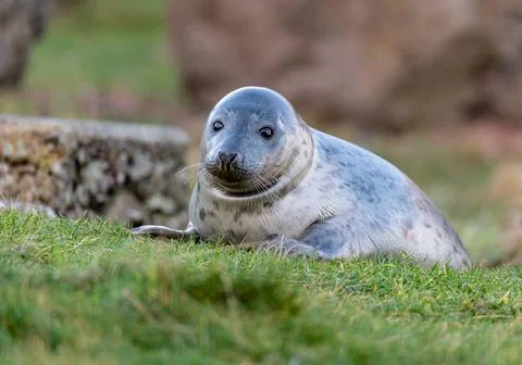 Young Seal playing in small stream at St Abbs Head, Scotland Stock Photos
