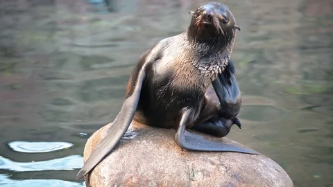 A young seal sits on a stone in the middle of the water. Close-up shot. Stock Footage 128497982