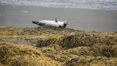 A young seal while resting and soon after, say hello. Stock Footage 79590396