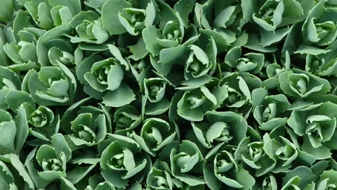 Young sedum leaves in spring. Spring background for video. Stock Footage 194437581